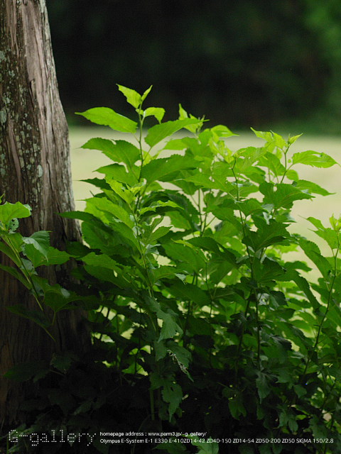 P9019141_E-1_150.jpg