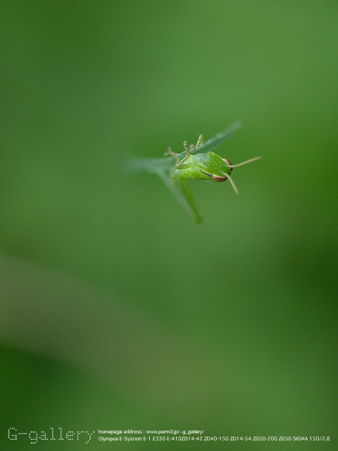 P9019167_E-1_150.jpg
