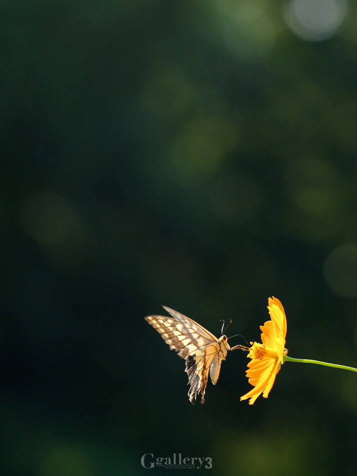 P9061293-1150.jpg