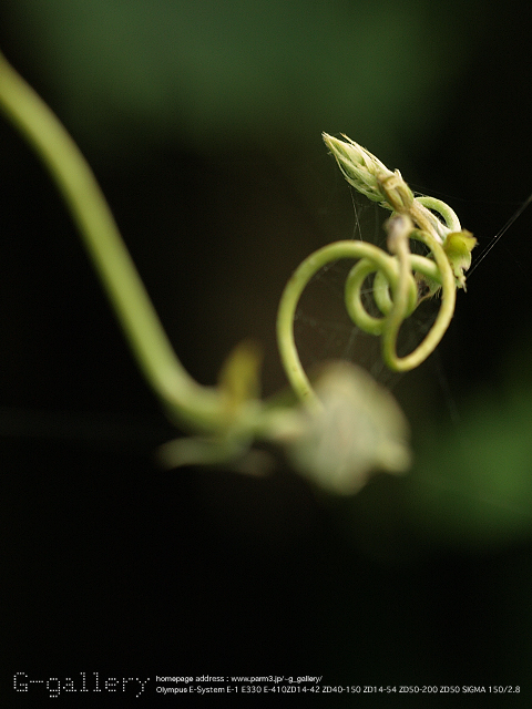 P9099344_410_150.jpg