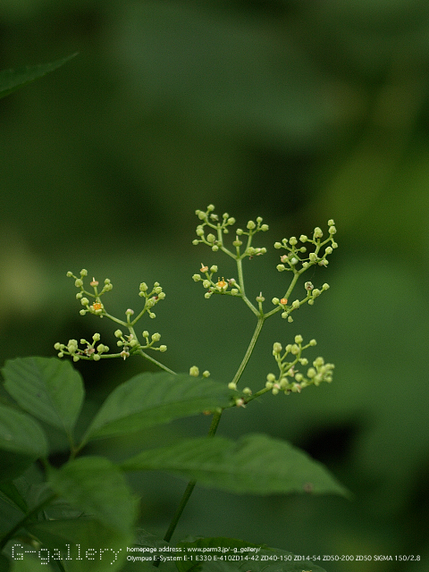 P9099355_410_150.jpg