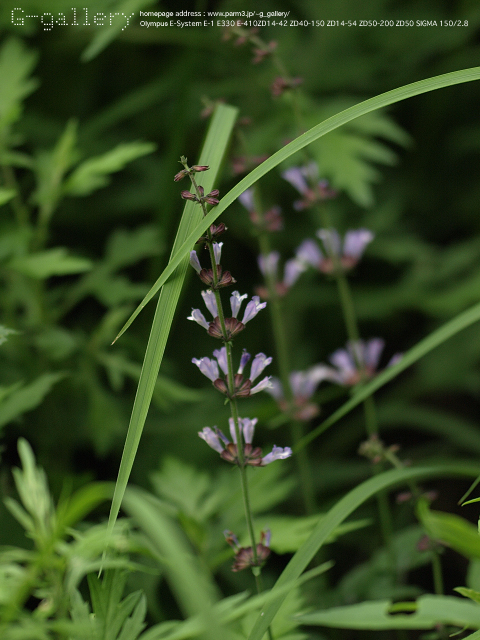 P9099362_410_150.jpg