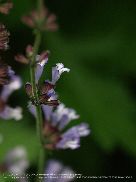 P9099365_410_150.jpg