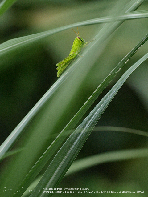P9099390_410_150.jpg