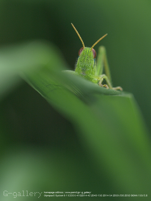 P9099425_410_150.jpg