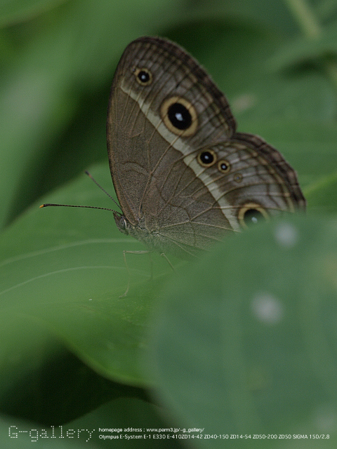 P9099428_410_150.jpg