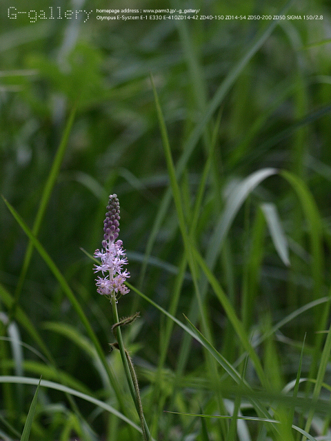 P9099449_410_150.jpg