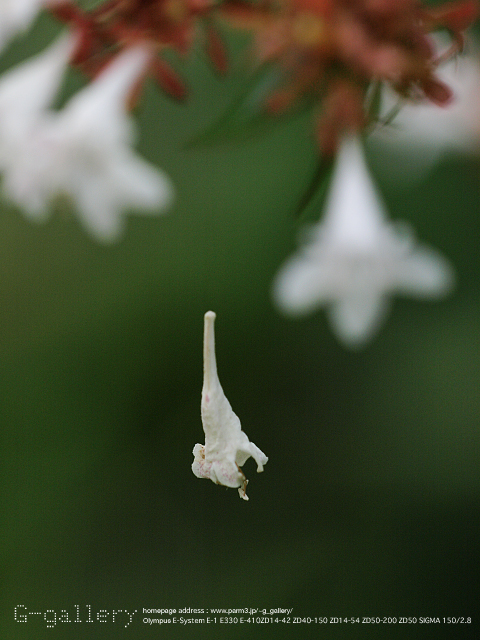 P9099490_410_150.jpg