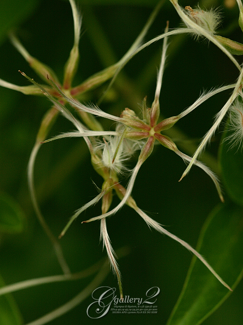P9099503_410_150_2.jpg