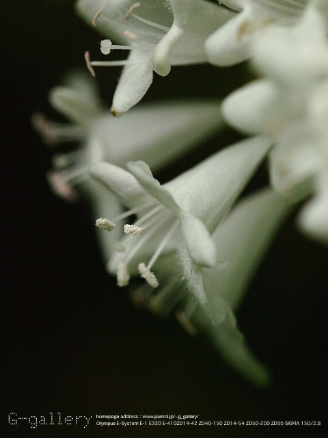 P9099526_410_150.jpg