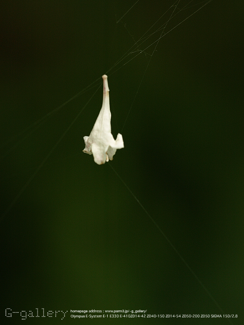 P9099539_410_150.jpg