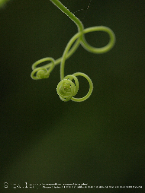 P9099551_410_150.jpg