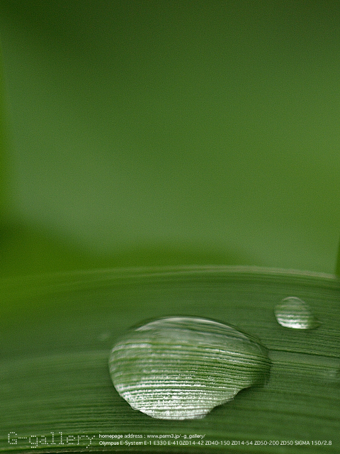 P9169638_410_150.jpg