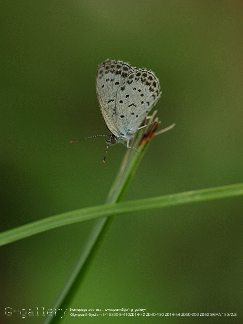 P9169728_410_150.jpg