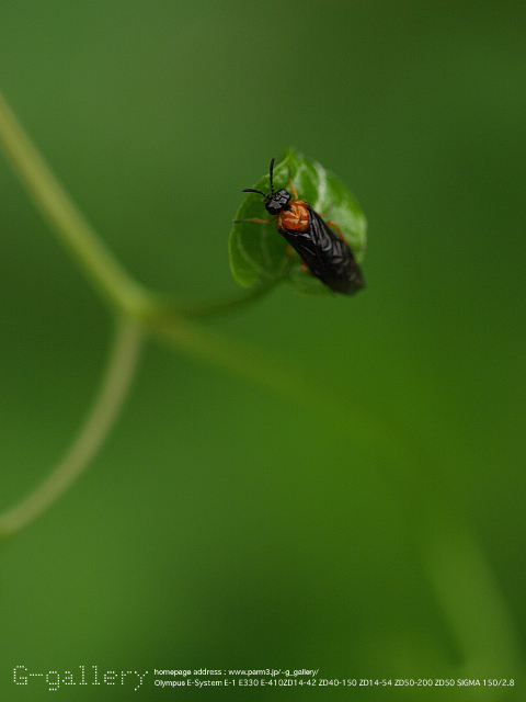 P9169740_410_150.jpg