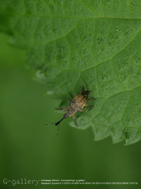 P9169758_410_150.jpg