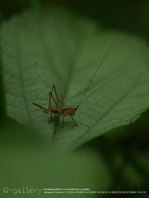 P9169781_410_150.jpg