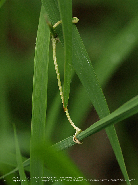 P9169790_410_150.jpg