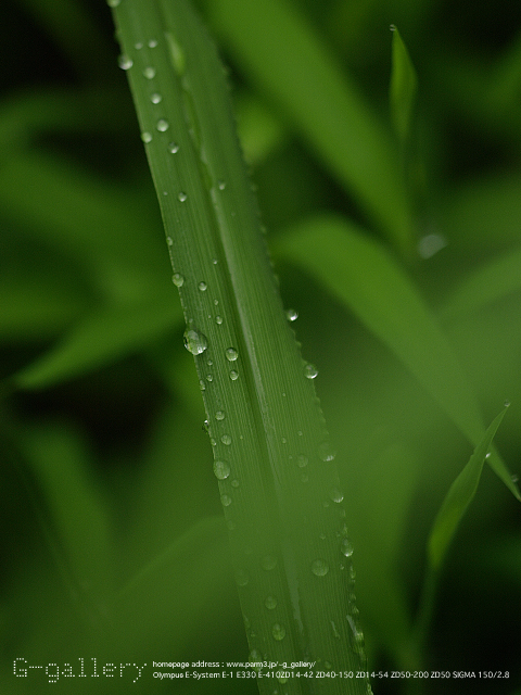 P9169805_410+150.jpg