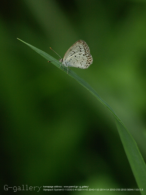P9169905_410_150.jpg