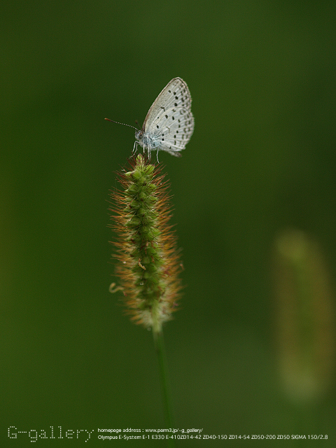 P9169916_410_150.jpg
