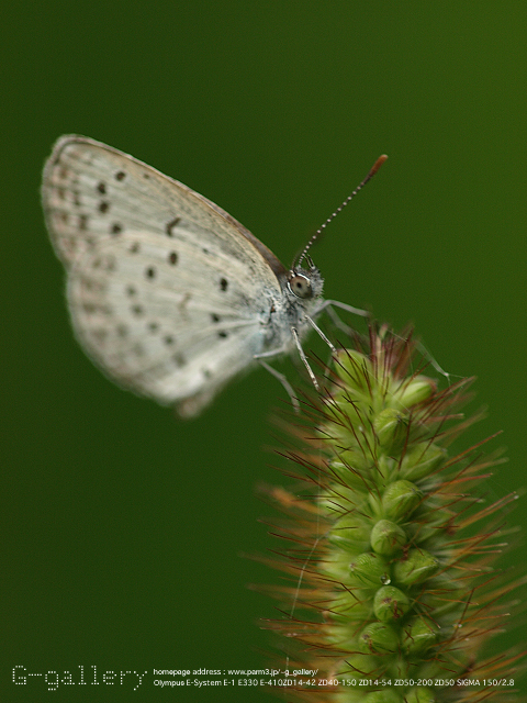 P9169934_410_150.jpg