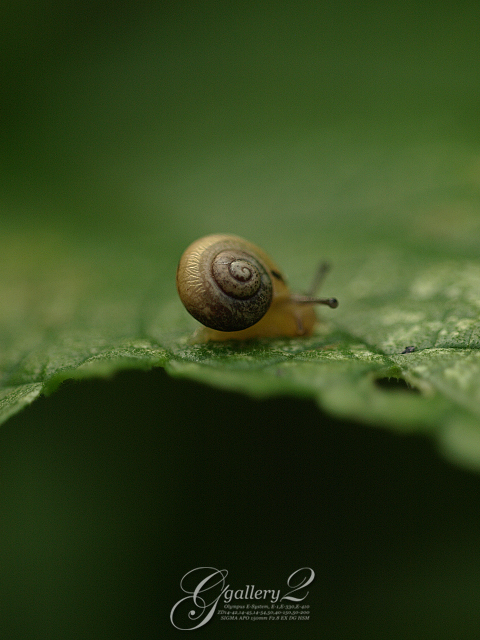 P9169982_410_150_2.jpg