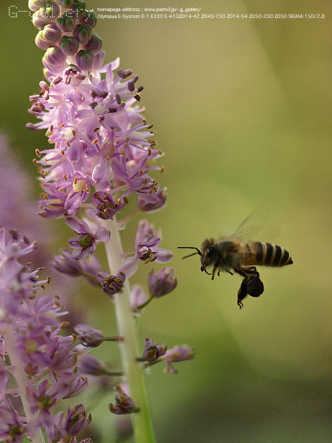 P9220250_410_150.jpg