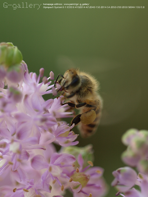P9220335_410_150.jpg