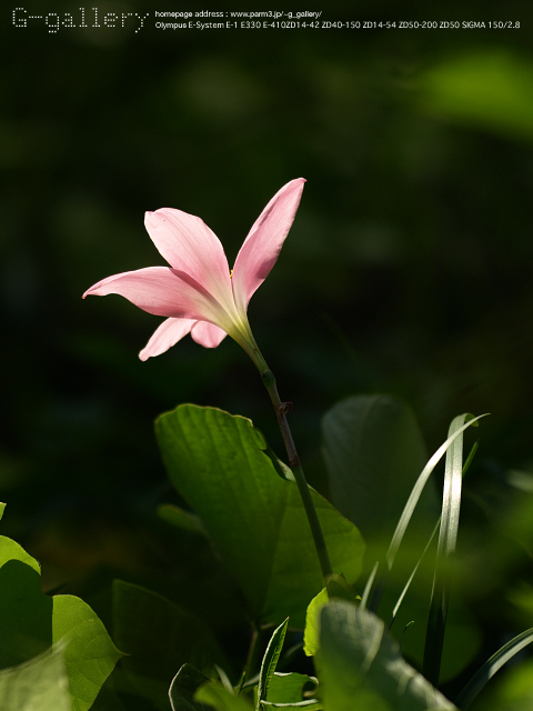 P9220374_410_150.jpg