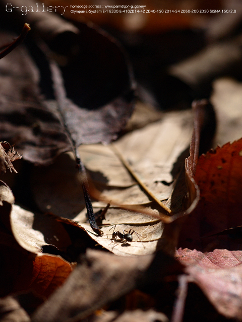 P9220452_410_150.jpg