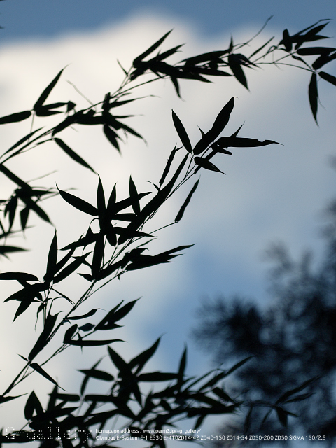 P9220492_410_150.jpg
