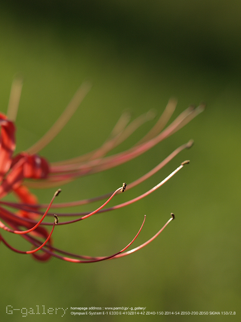 P9220500_410_150.jpg
