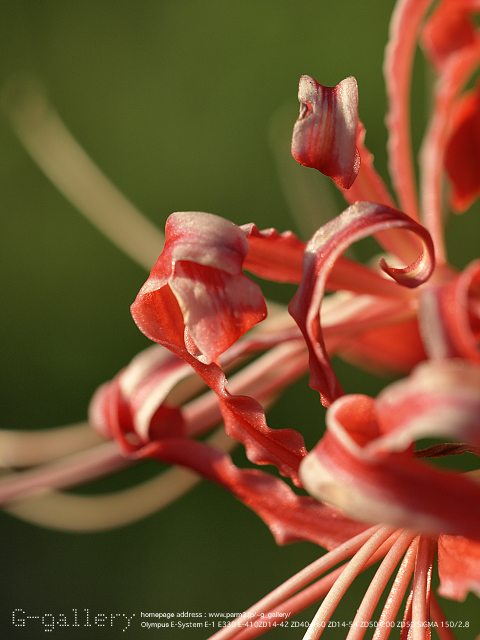 P9220513_410_150.jpg