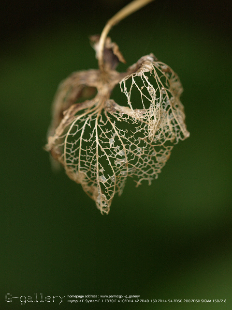 P9240638_410_150.jpg