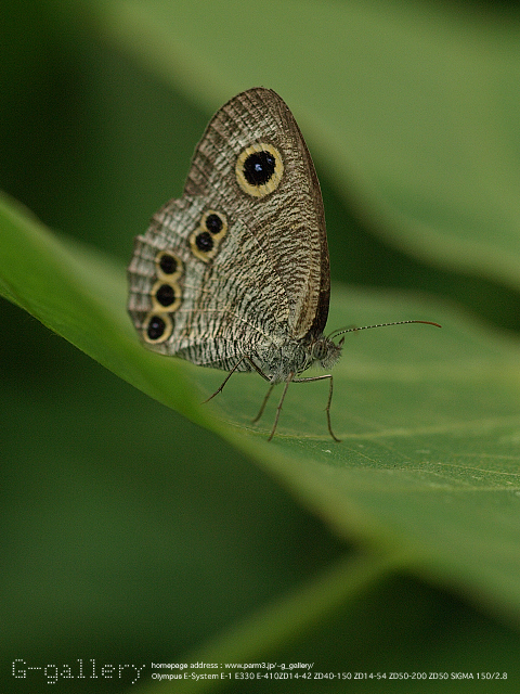 P9240665_410_150.jpg