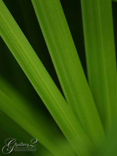 P9240817_410_150_2.jpg