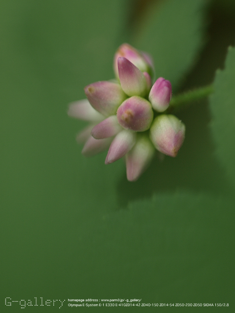 P9240820_410_150.jpg
