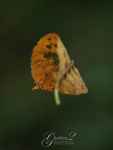 PA141497_410_150_2.jpg