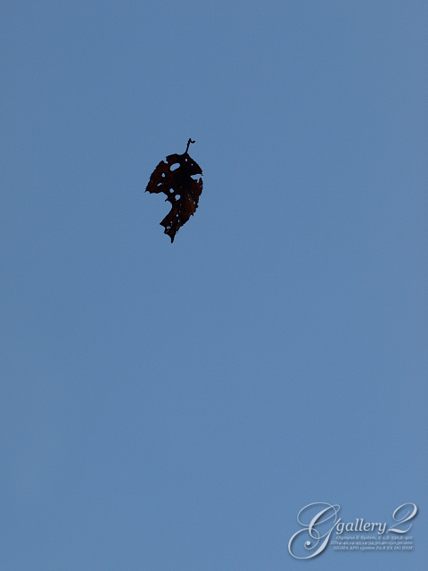 PA141507_410_150.jpg