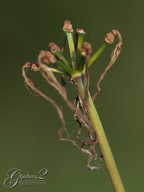 PA141539_410_150.jpg
