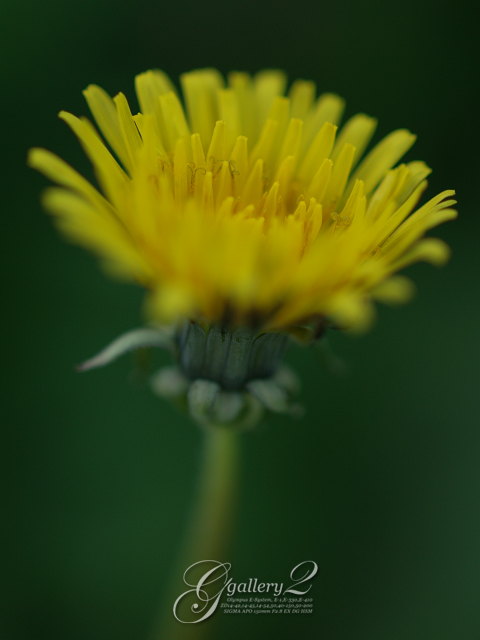 PB030074_E-1_50.jpg