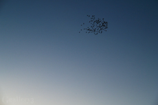 PB037536-3001455m.jpg