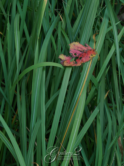 PB100071_E-1_50.jpg