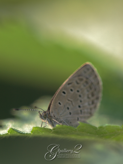 PB102697_410_150.jpg