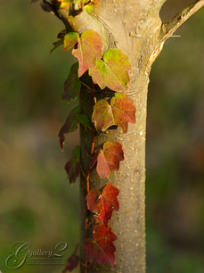 PB243458_E410_150.jpg