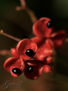 PB243462_E410_150.jpg