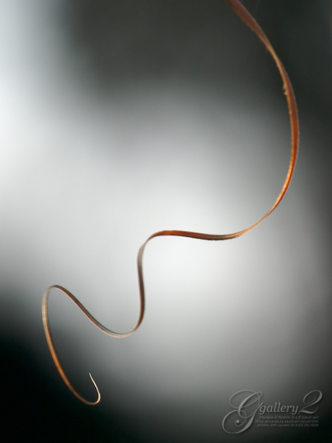 PB243528_410_150.jpg