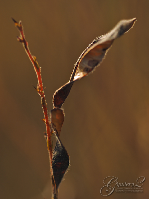 PB243582_E410_150.jpg
