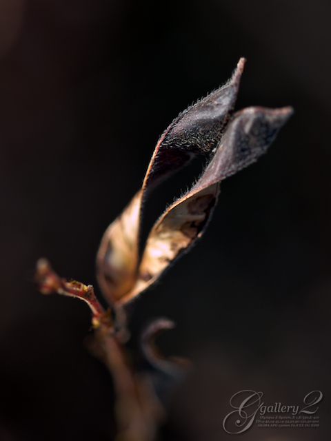 PB243588_E410_150.jpg